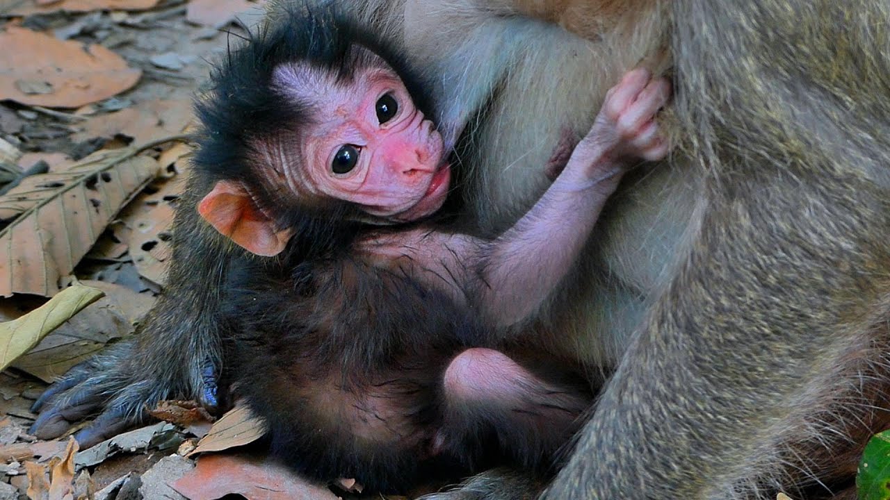 Welcome to the World! Mommy Jinx’s Newborn Baby Arrives