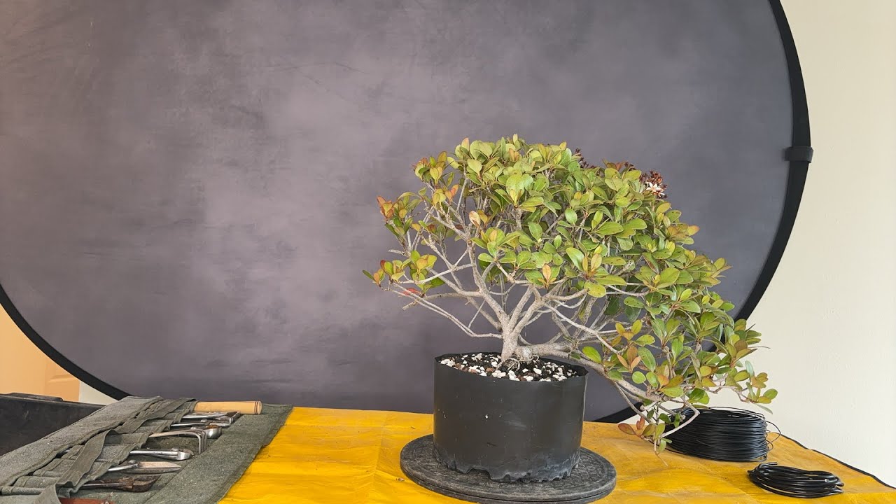 Indian Hawthrone Styling Live Demo + Auction