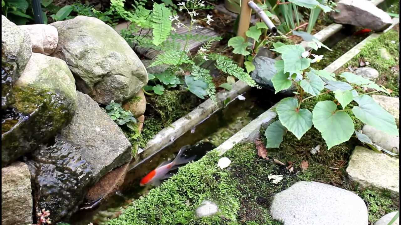金魚＆水路.