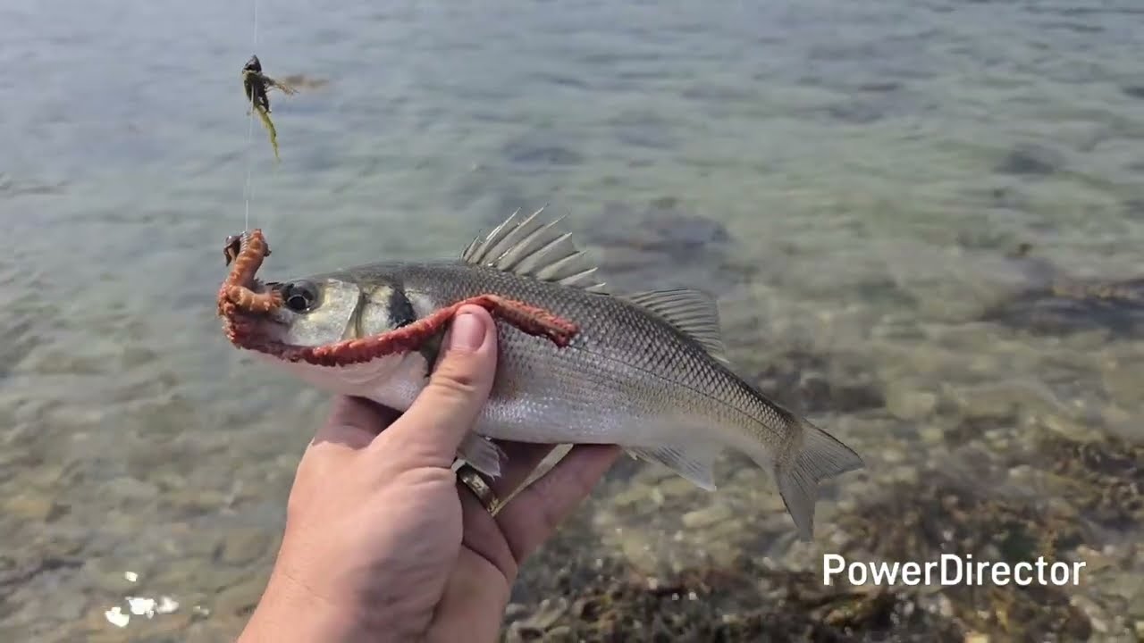Shore fishing in and around falmouth Cornwall sea fishing UK 