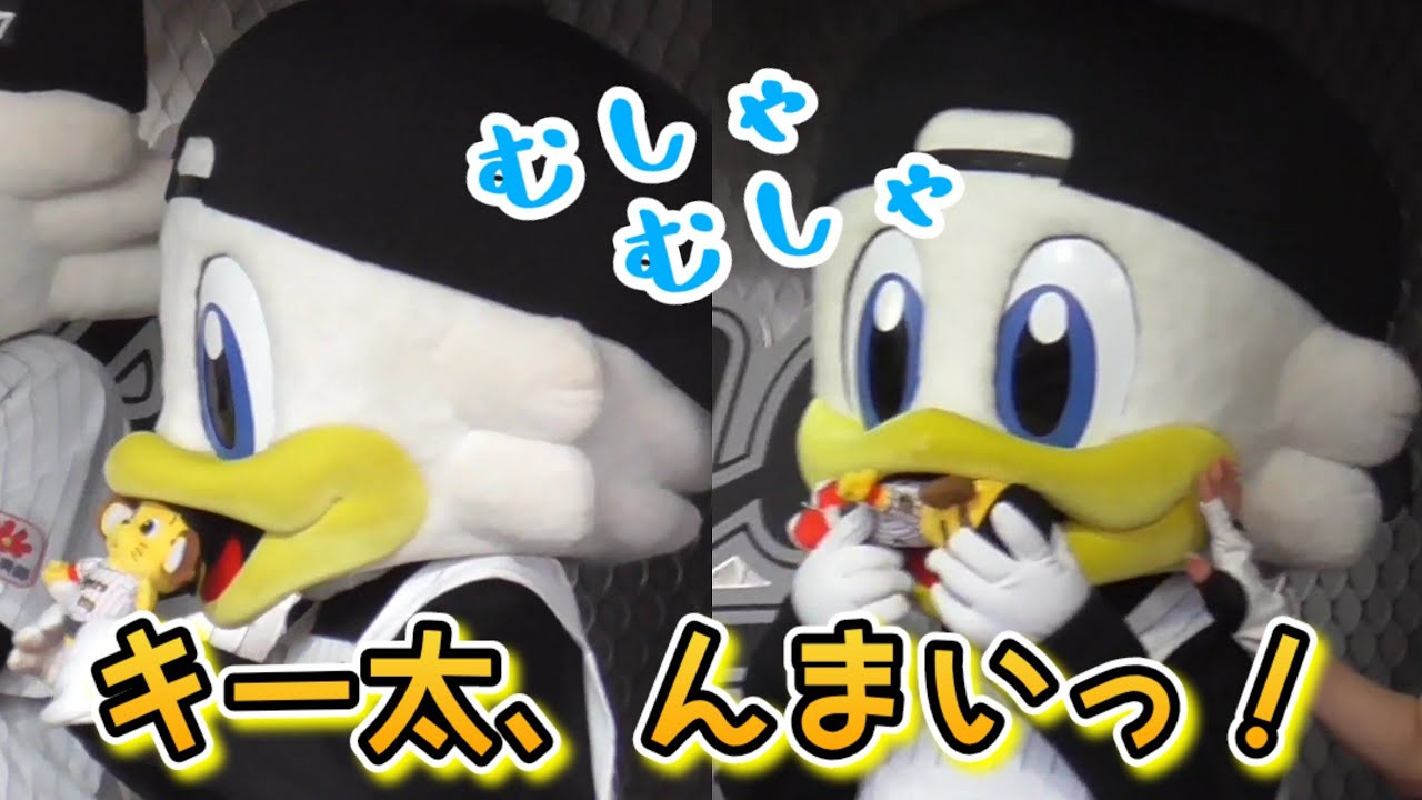 2024/6/1 ズーちゃん、キー太に会いたすぎて食べてしまう