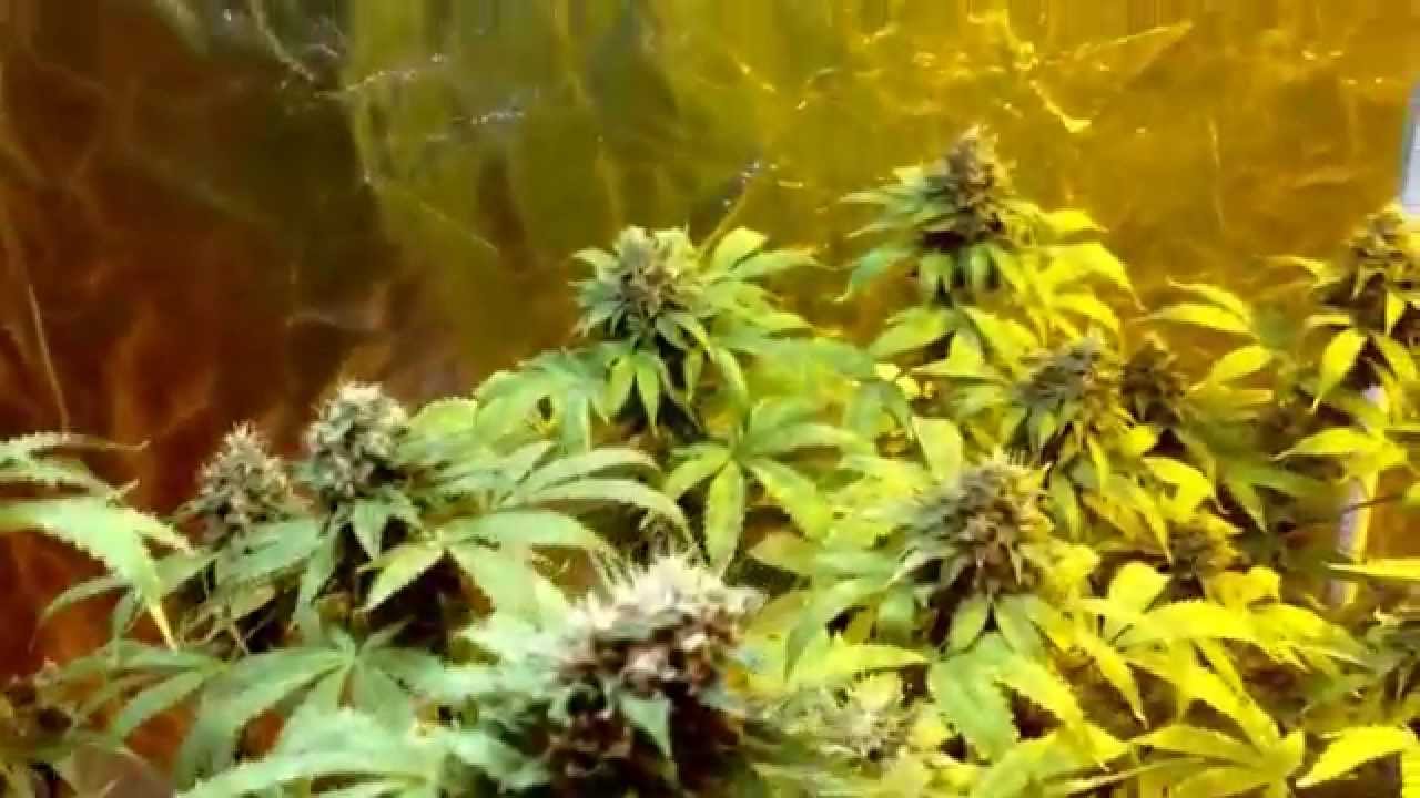 BLACK DOG LED 700 MED-MAN ROCKSTAR KUSH
