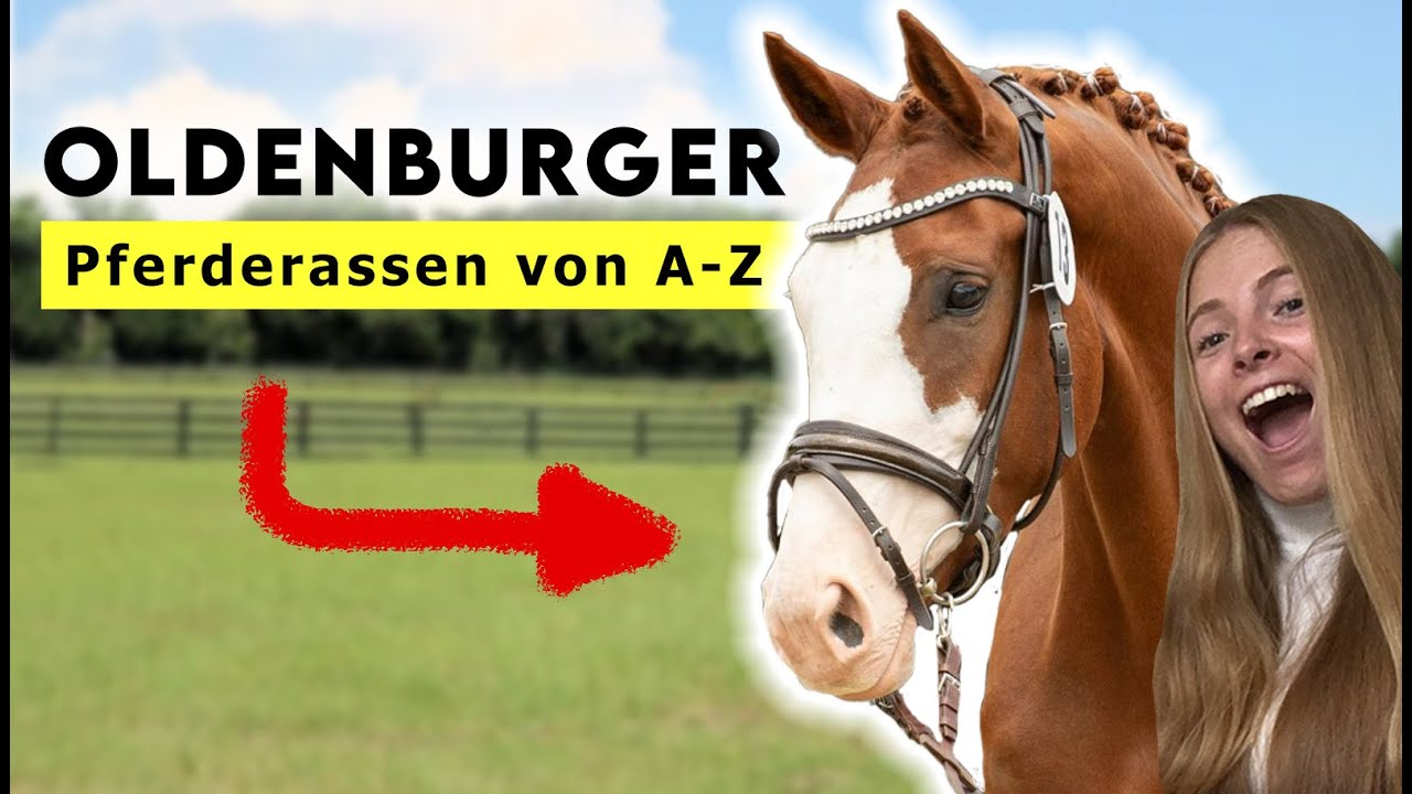 Pferderassen von A-Z | Oldenburger - Die Profisportler unter den Pferden