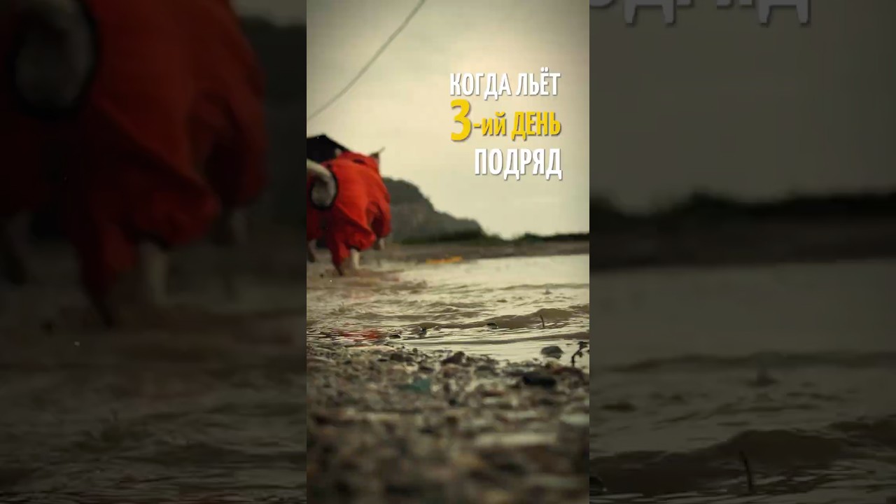 Дожди в Абхазии и Сочи 🌧 Автодом, питомцы и юг без солнца #Сочи #Сириус #автодом