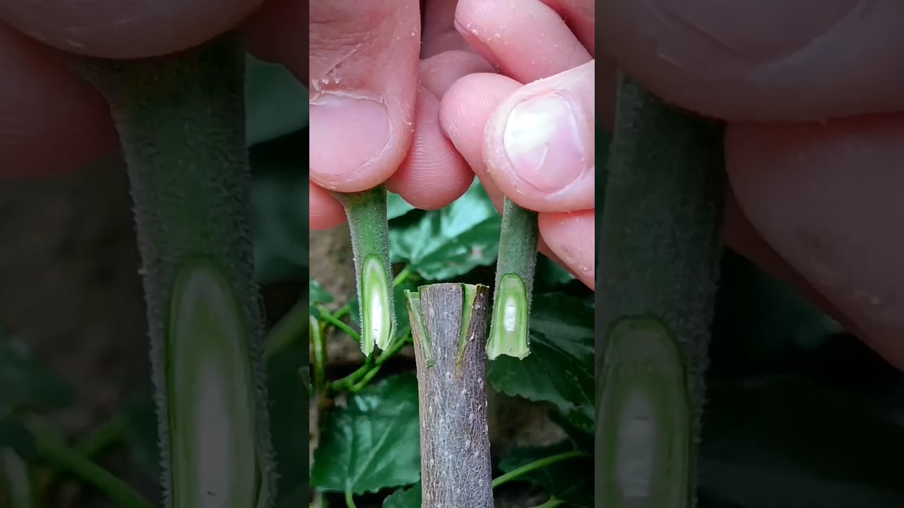 Best grafting techniques for fig plant grafting #amazing #satisfying #fig #grafting #shorts
