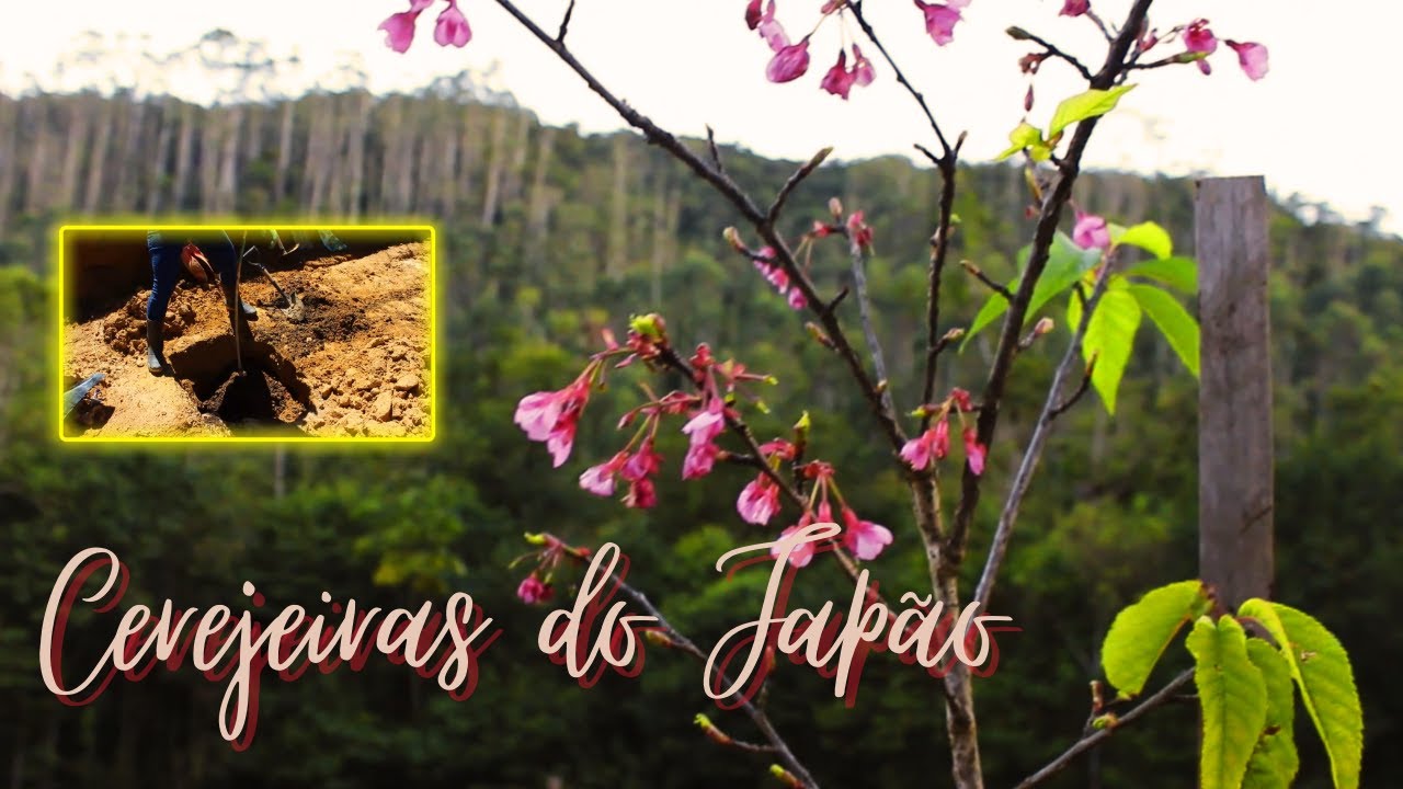 plantando cerejeiras do Japão no Brasil - encantos da montanha