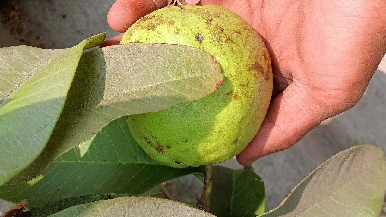 Saprii bili jom hui na.. 😁🤭