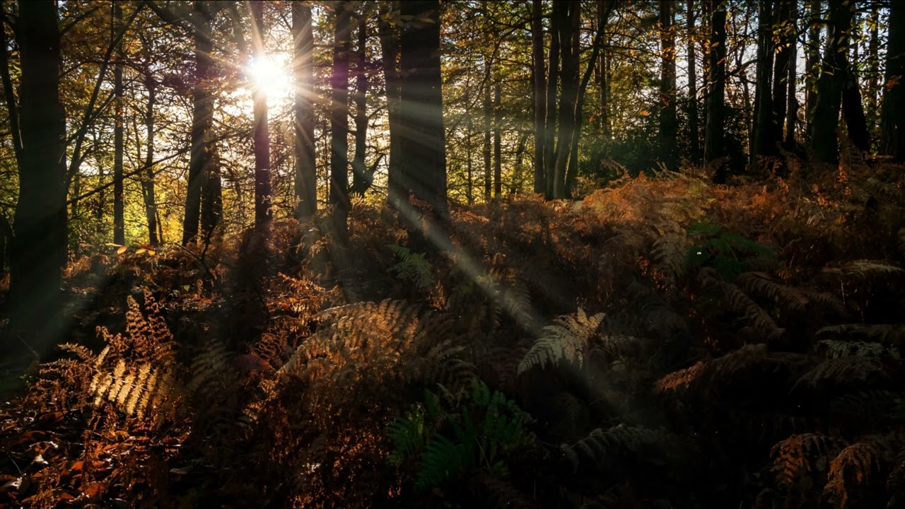 Free No Copyright sunset trees forest light shadows butterflies leaves dark background screensaver