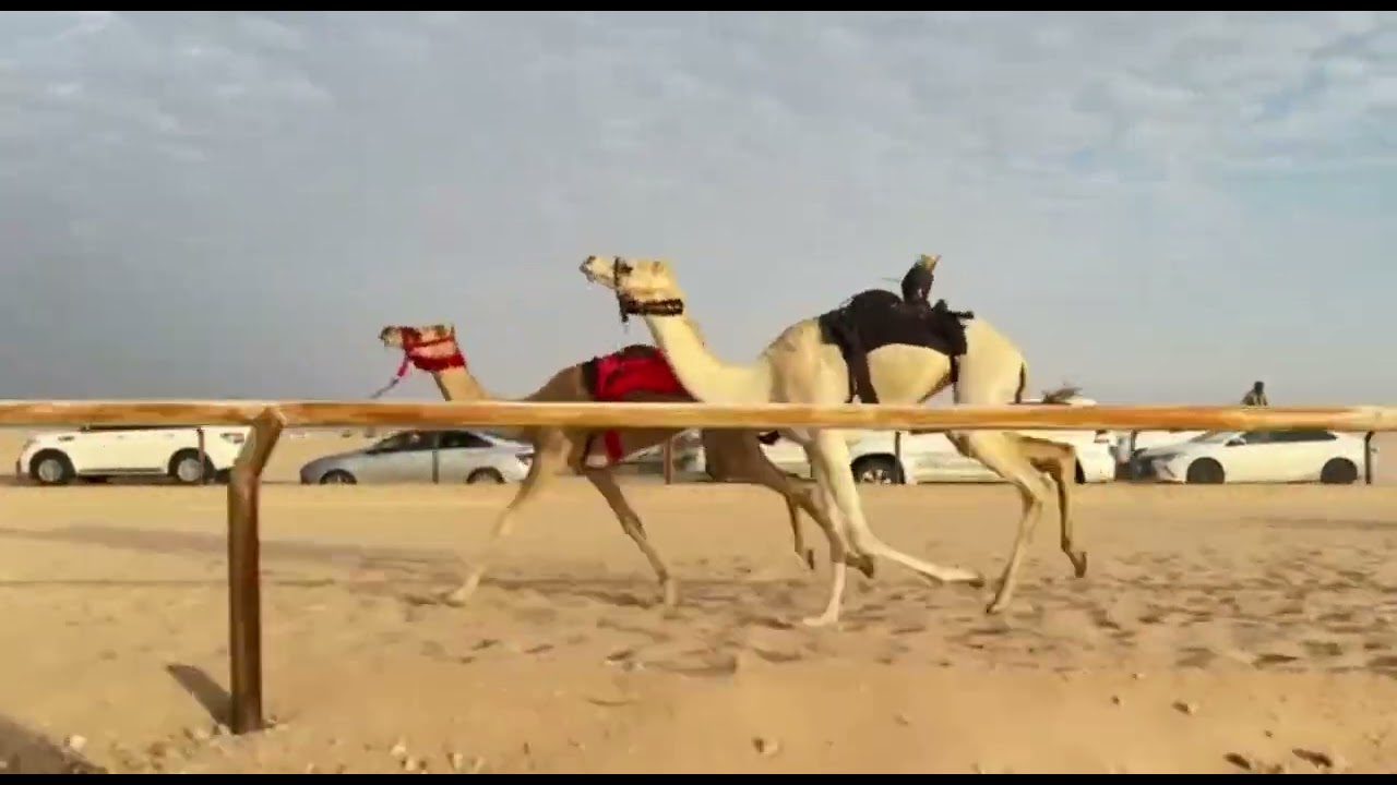 الشوط 1 براهين / سالم علي المجينين 