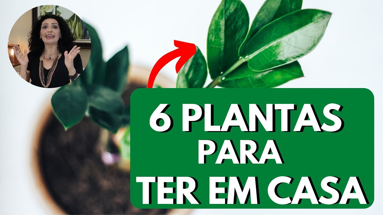 6 PLANTAS PARA VOCÊ TER EM CASA