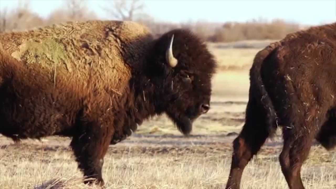 Skin & Bones - Animal Life: American Bison