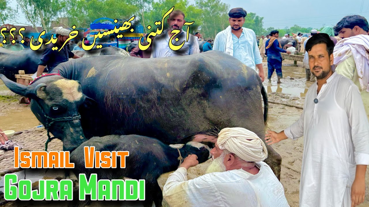 Today Ismail Jutt Visit Gojra  mandi