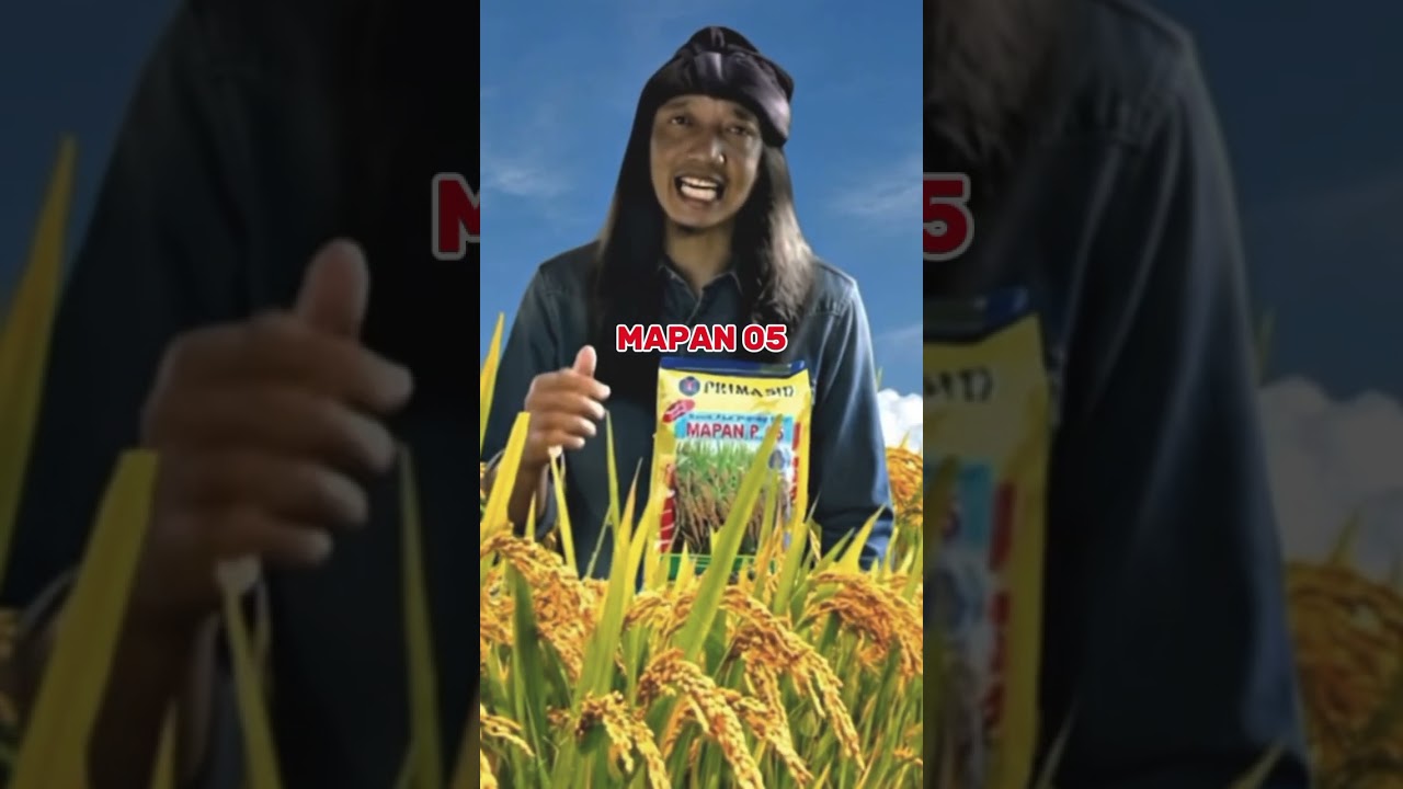 padi mapan 05 produksi sampai 14 ton/ ha #farming #agrikultur #agriculture #paktanitv  #mapan
