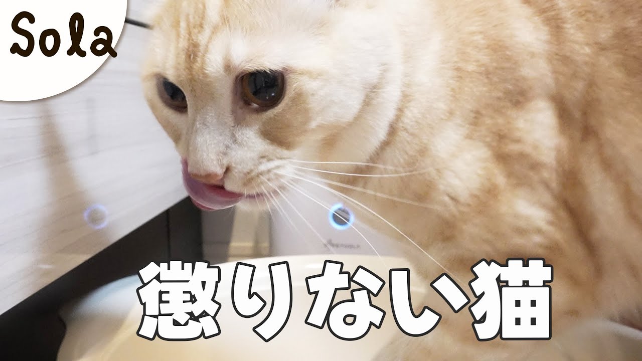 鍋を落として怒られた猫、その後の反応が…