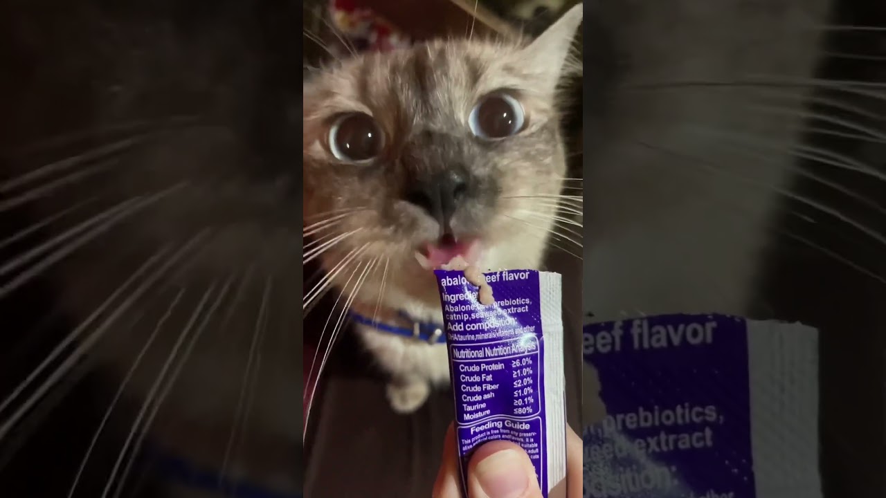 Look at those cute big eyes! #loiyals  #cats  .#catshorts  #shorts  #ytshorts  #pets