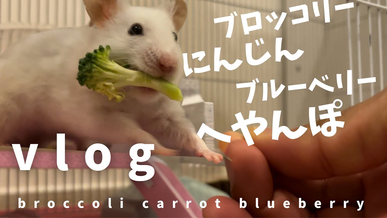几帳面ゴールデンハムスター、今日は、少し、違う【荒れ気味VLOG】