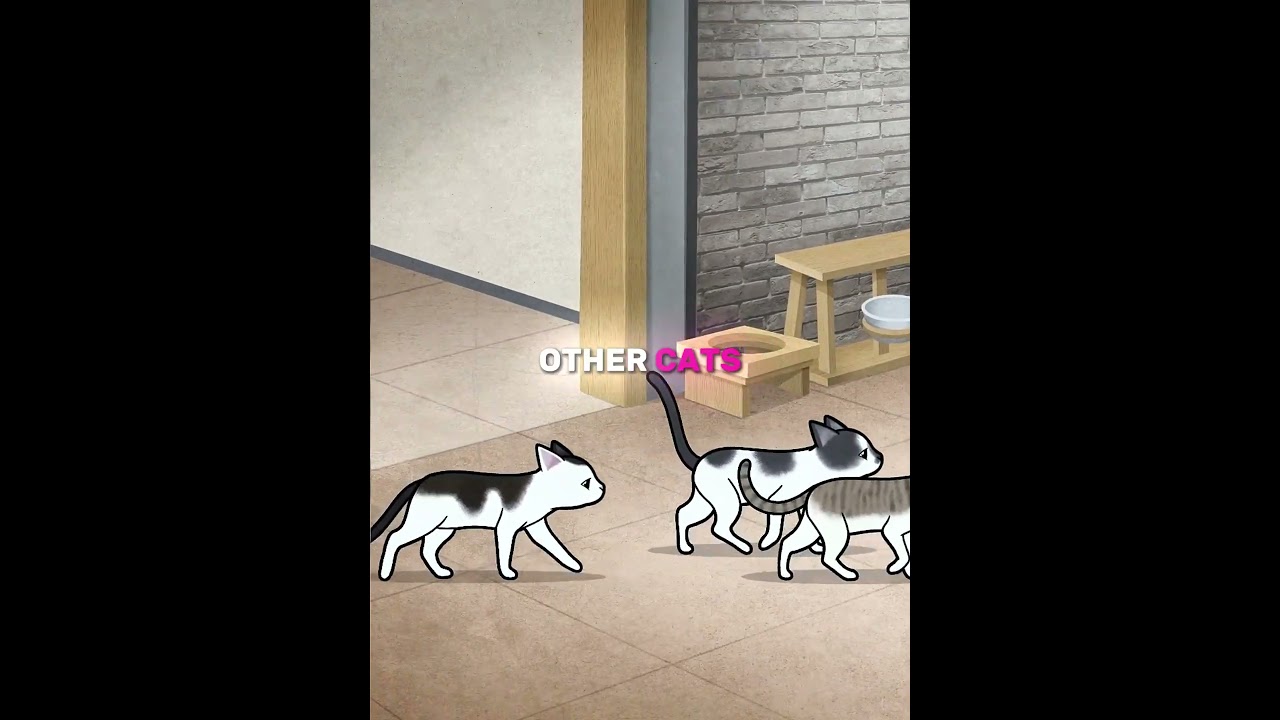 Одинокая кошка, которая наконец нашла свое место☕💖🐱 (🎥 @kritterclub) #шорты #кошки #кот #питомцы ...