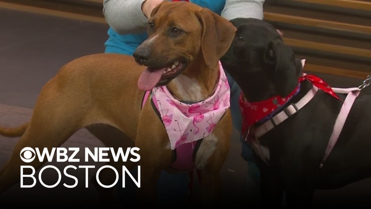 Female dogs available for adoption on 