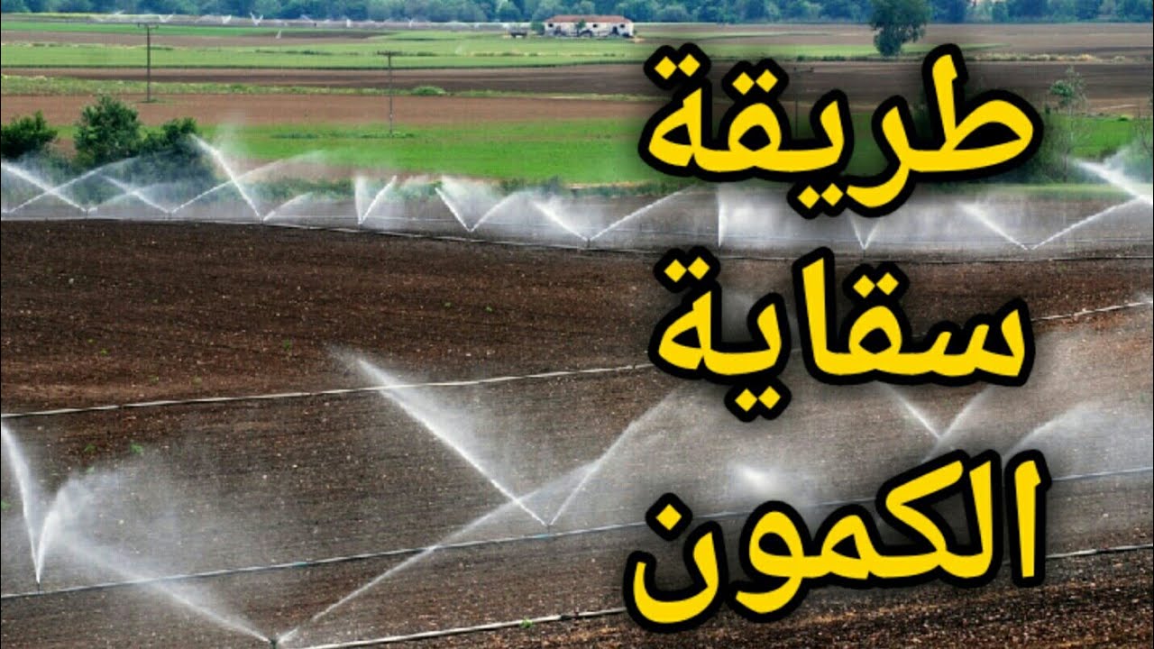 طريقة سقاية الكمون المروي والعدي