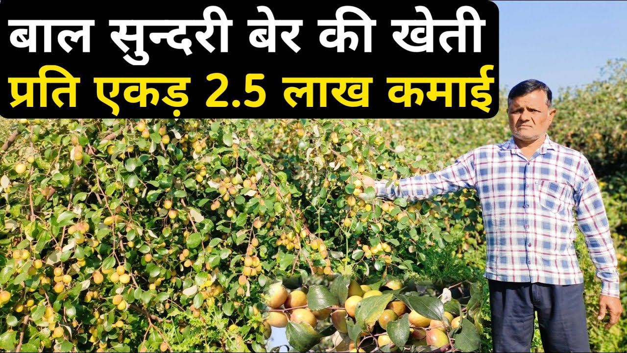 बाल सुंदरी बेर की खेती प्रति एकड़ 2.5 लाख की कमाई || Ball Sundari Apple Ber Farming