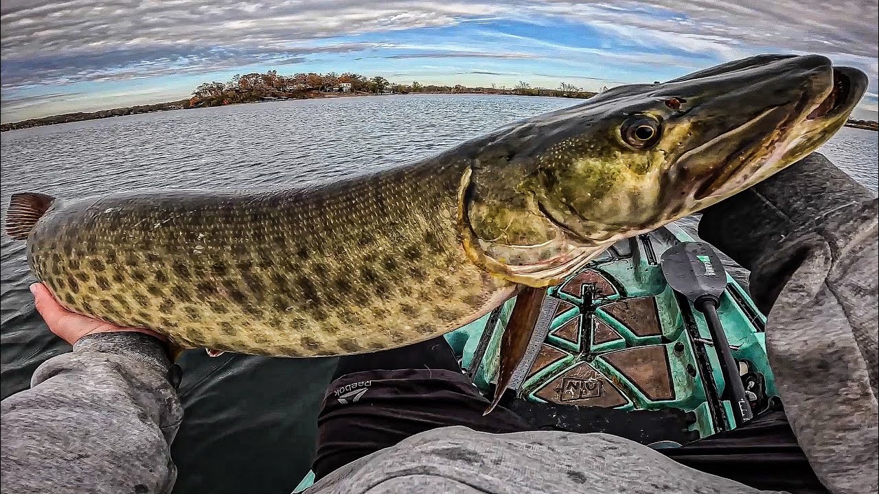 Lake Minnetonka Musky Madness! | 