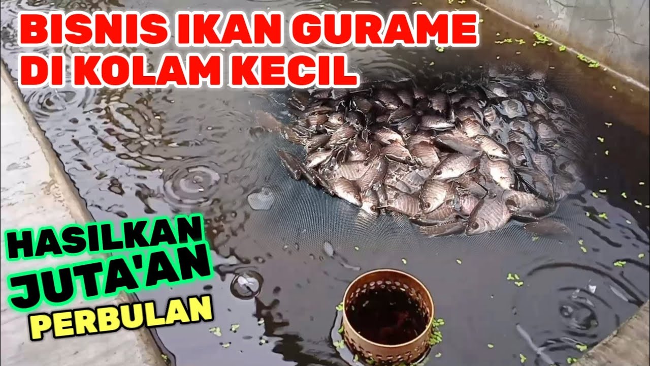 FULL !! UNTUK PEMULA - CARA MERAWAT BIBIT GURAME KOLAM KECIL MUSIM HUJAN.