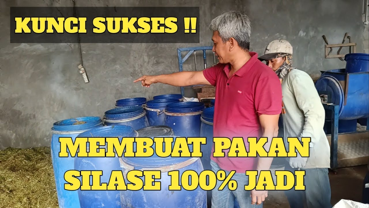 CARA MEMBUAT PAKAN SILASE 100% JADI !!!!!!!
