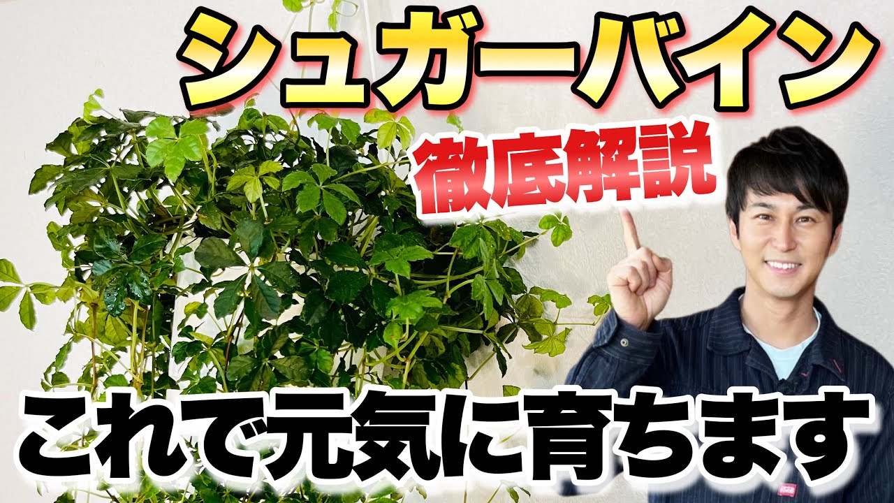 【オシャレ！】イチオシの観葉植物 シュガーバインの魅力と育て方【葉が落ちる】【増やし方】【園芸】