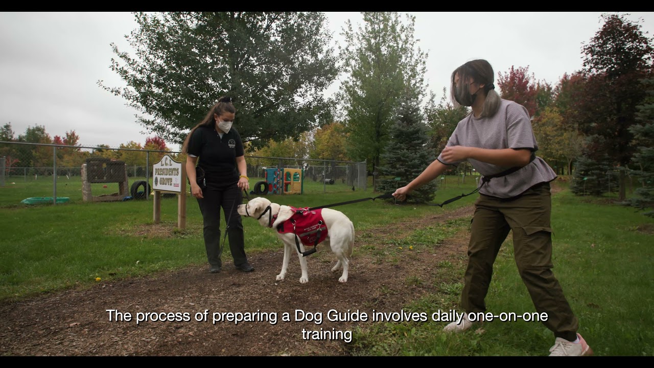 Dog Guide Journey