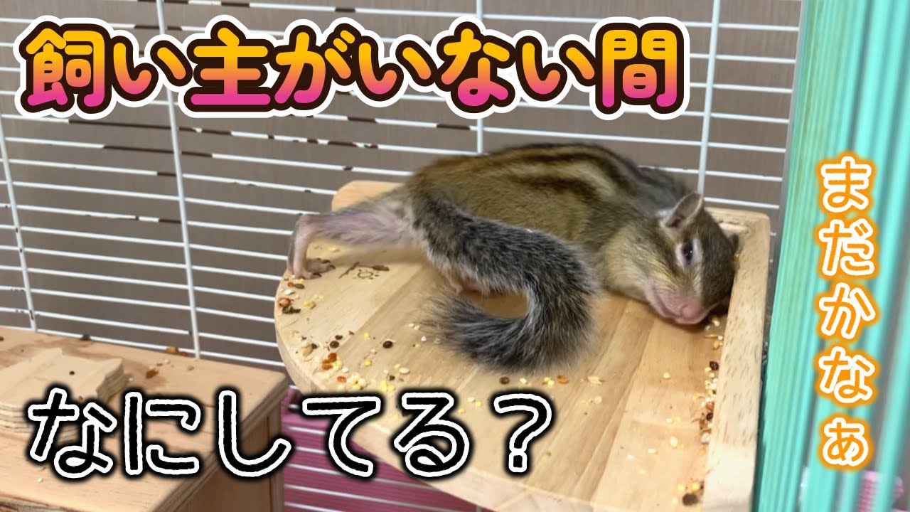 飼主が居ない間、シマリスは何してる？