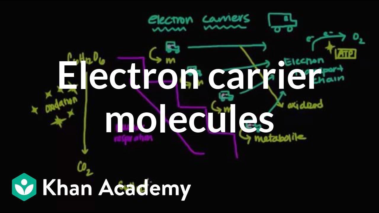 Electron carrier molecules | Biomolecules | MCAT | Khan Academy
