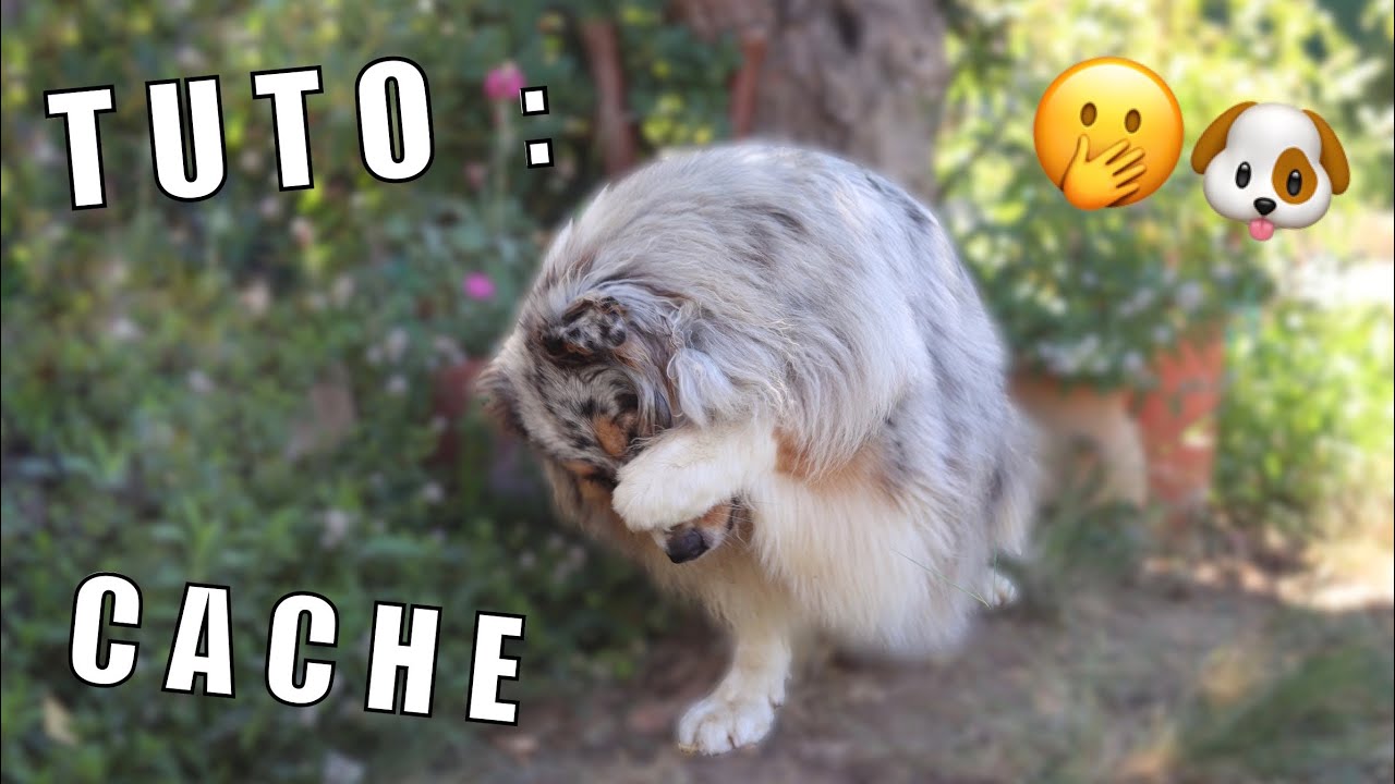 TUTO : CACHE (la patte sur le museau) ♡