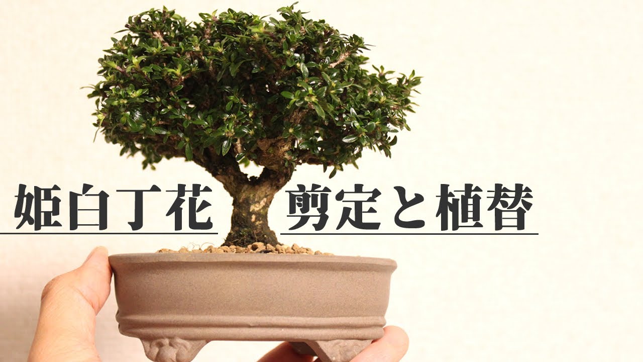 姫白丁花の剪定・植替 - himehakuchouge cut branch and replanting -