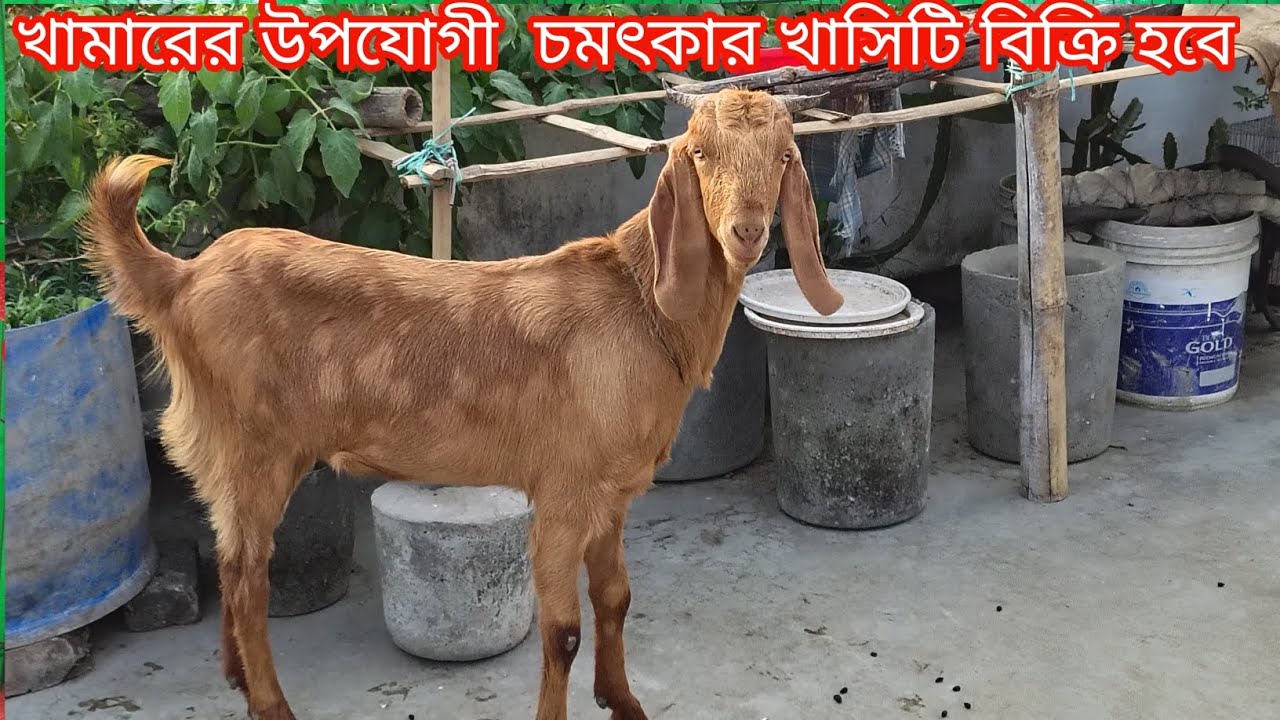 খামার উপযোগী একটি চমৎকার খাসি ছাগলটি বিক্রি হবে||ছাগলের দাম দর-২০২৬||Goat price bd-2026||