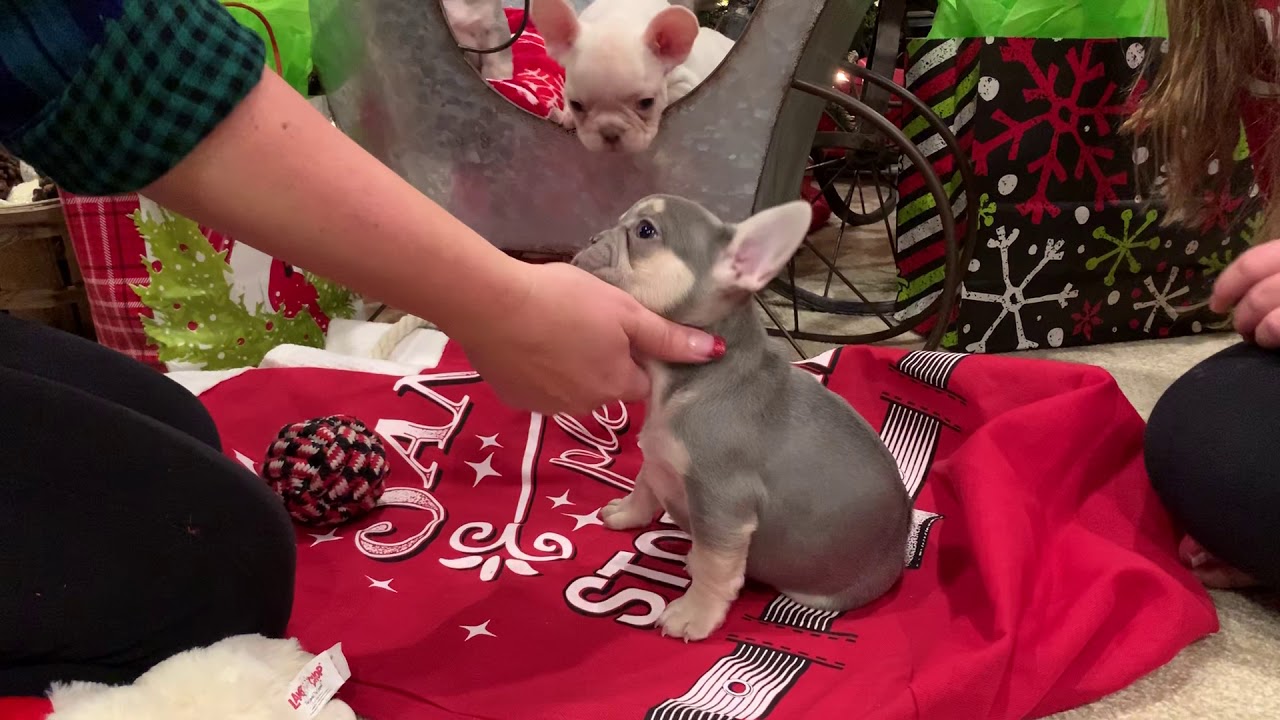 Platinum and lilac and tan  Frenchie boys