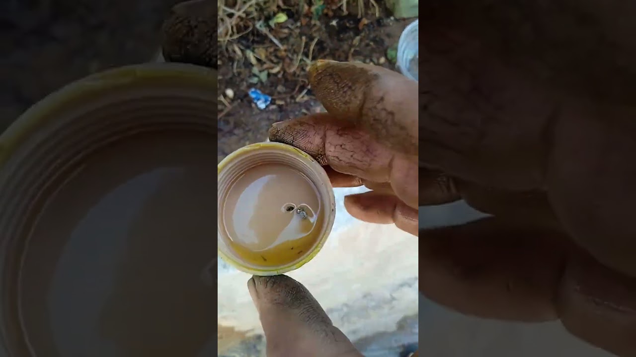 الكشف عن الذهب بالطرد المركزي