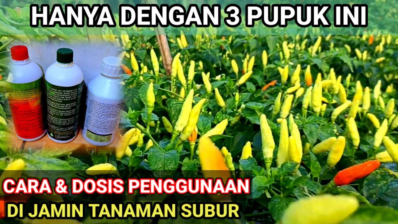 HANYA DENGAN 3 PUPUK INI TANAMAN CABE SUBUR - BEBAS SERANGAN HAMA