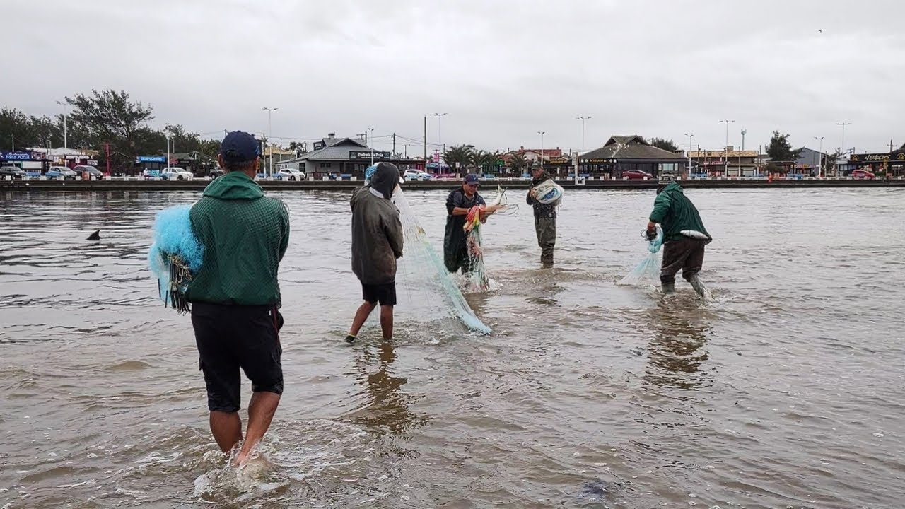 Pescas de tarrafas, 11-07-23, Barra de Tramandaí, saindo tainhas graúdas com ajuda dos botos.