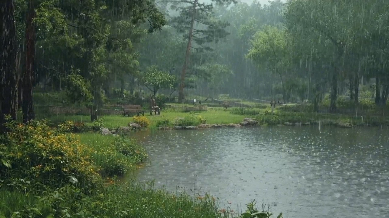 Relaxing Rain Sounds in Lotus Pond for Sleep, Rest, Relax, Meditation, Asmr, Real Shot