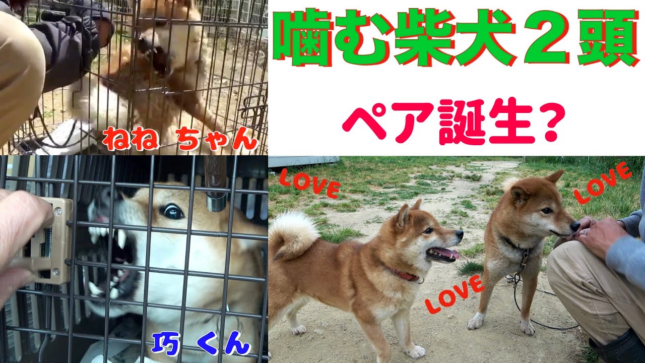 【ペア誕生❓】噛み噛み柴犬２頭ペアにしてみた