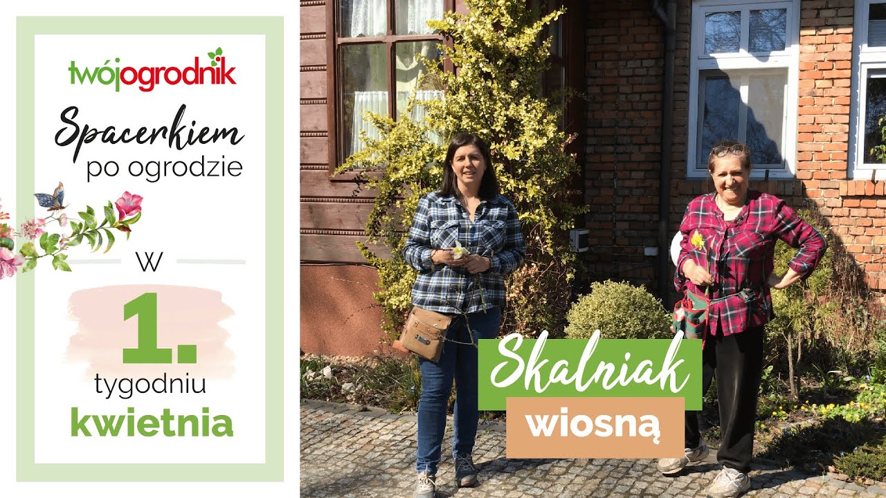 Co kwitnie na skalniaku wiosną