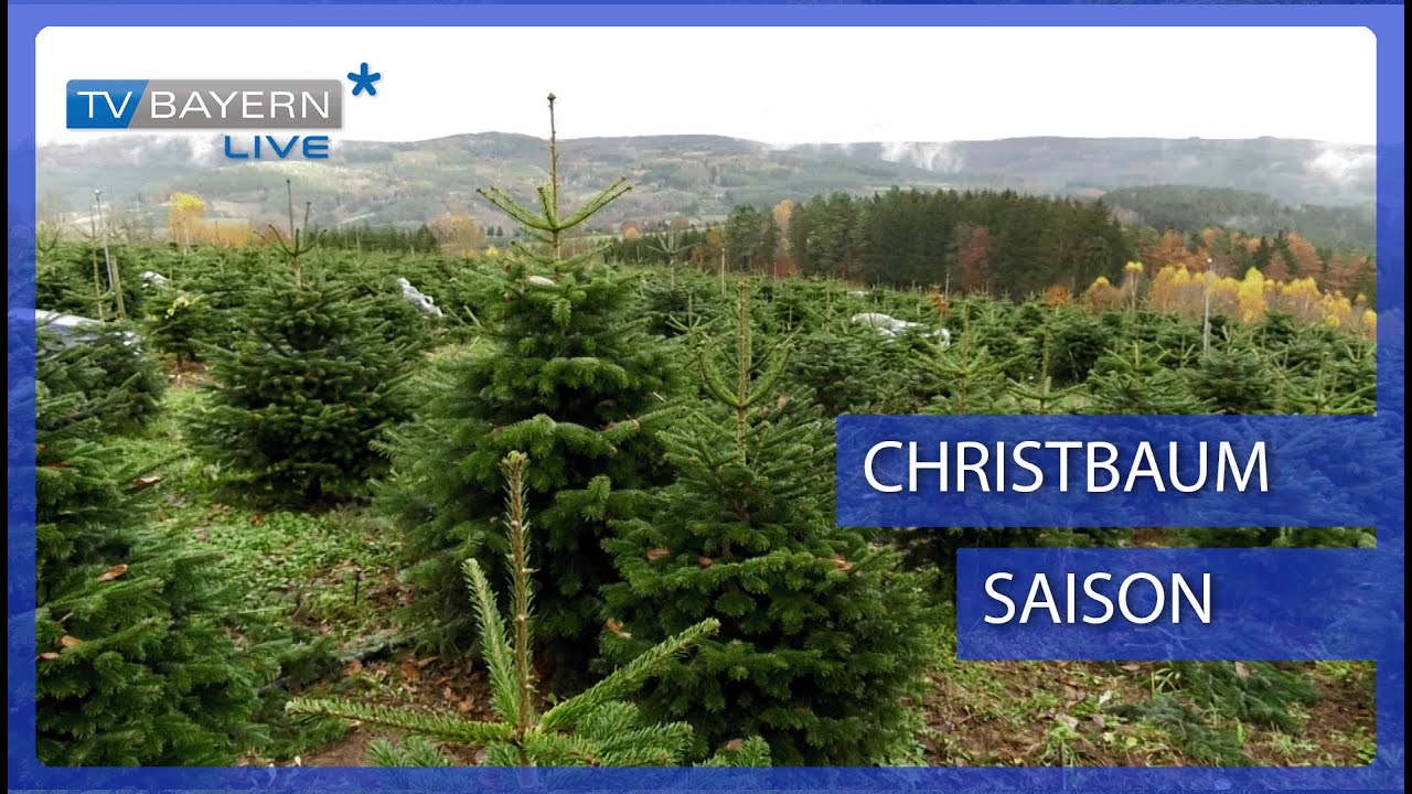 Auftakt der Christbaum-Saison im Spessart