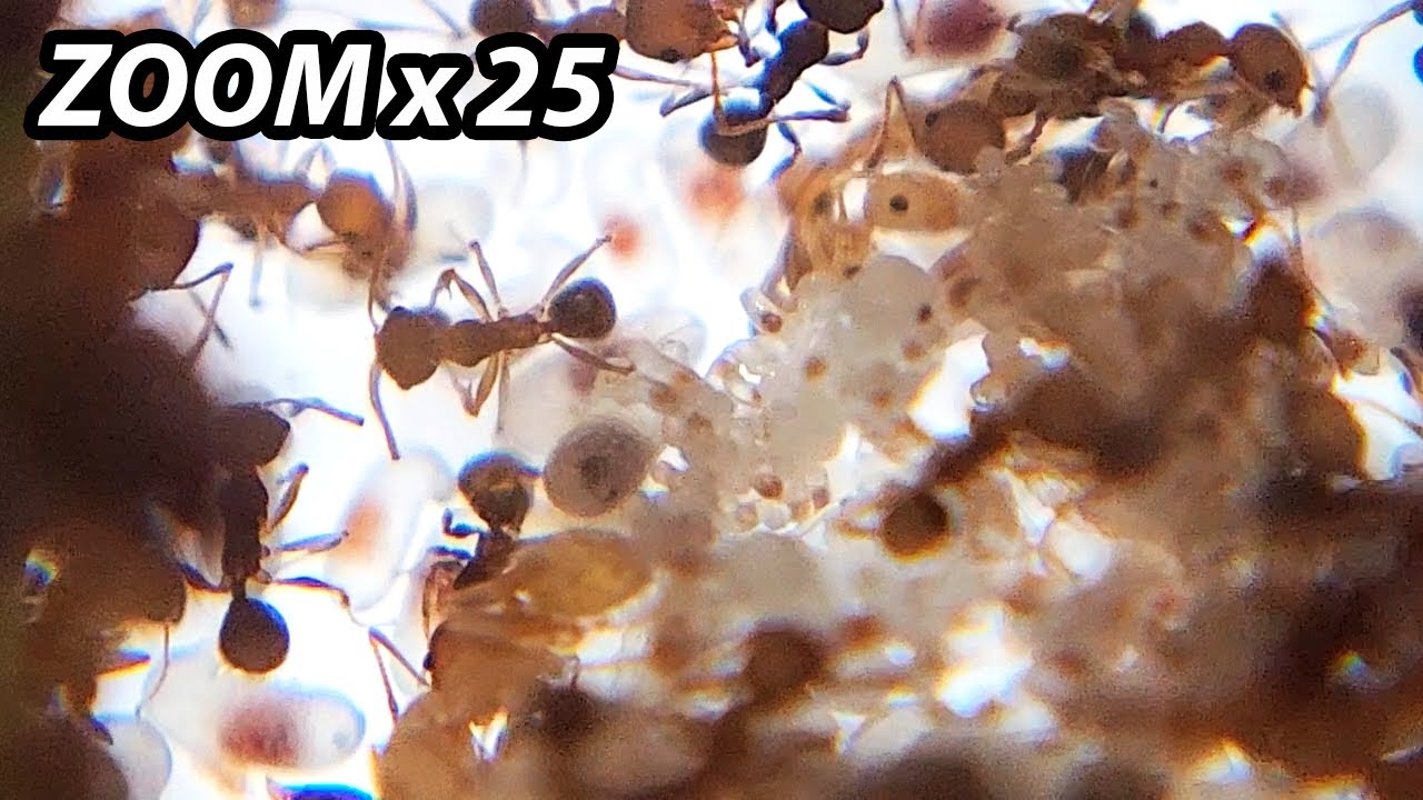 Estas son mis Hormigas mas pequeñas🔴(Ampliación y Mudanza)
