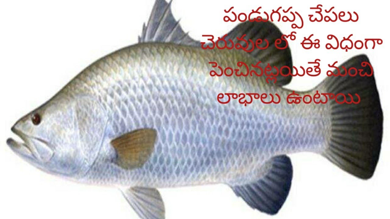| SEA BASS& BARRAMUNDI | CULTURE IN PONDS | పండుగప్ప చేపల పెంపకం మేత యాజమాన్యం పద్దతులు|