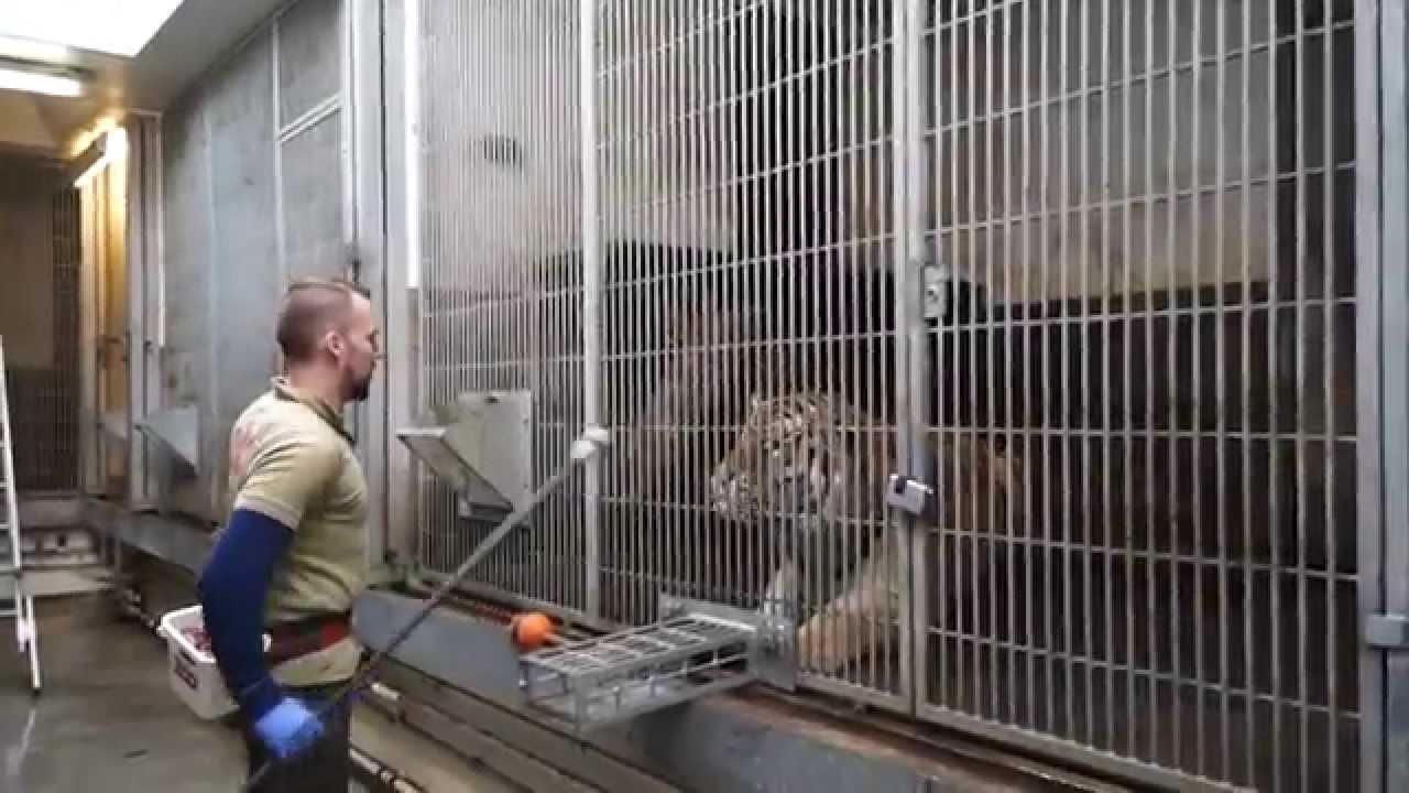 Tigertræning | Copenhagen Zoo
