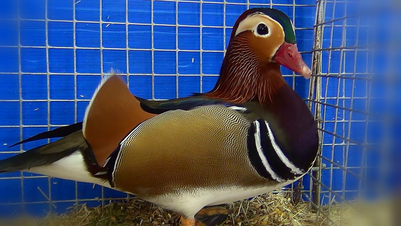 Canards Mandarins