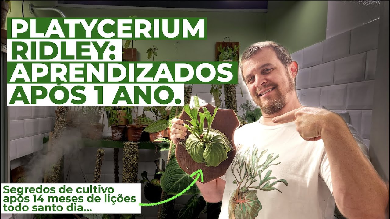 DICAS de cultivo de um PLATYCERIUM RARO e enjoado: 1 ano com P. Ridleyi e 2 formas de cultivo.