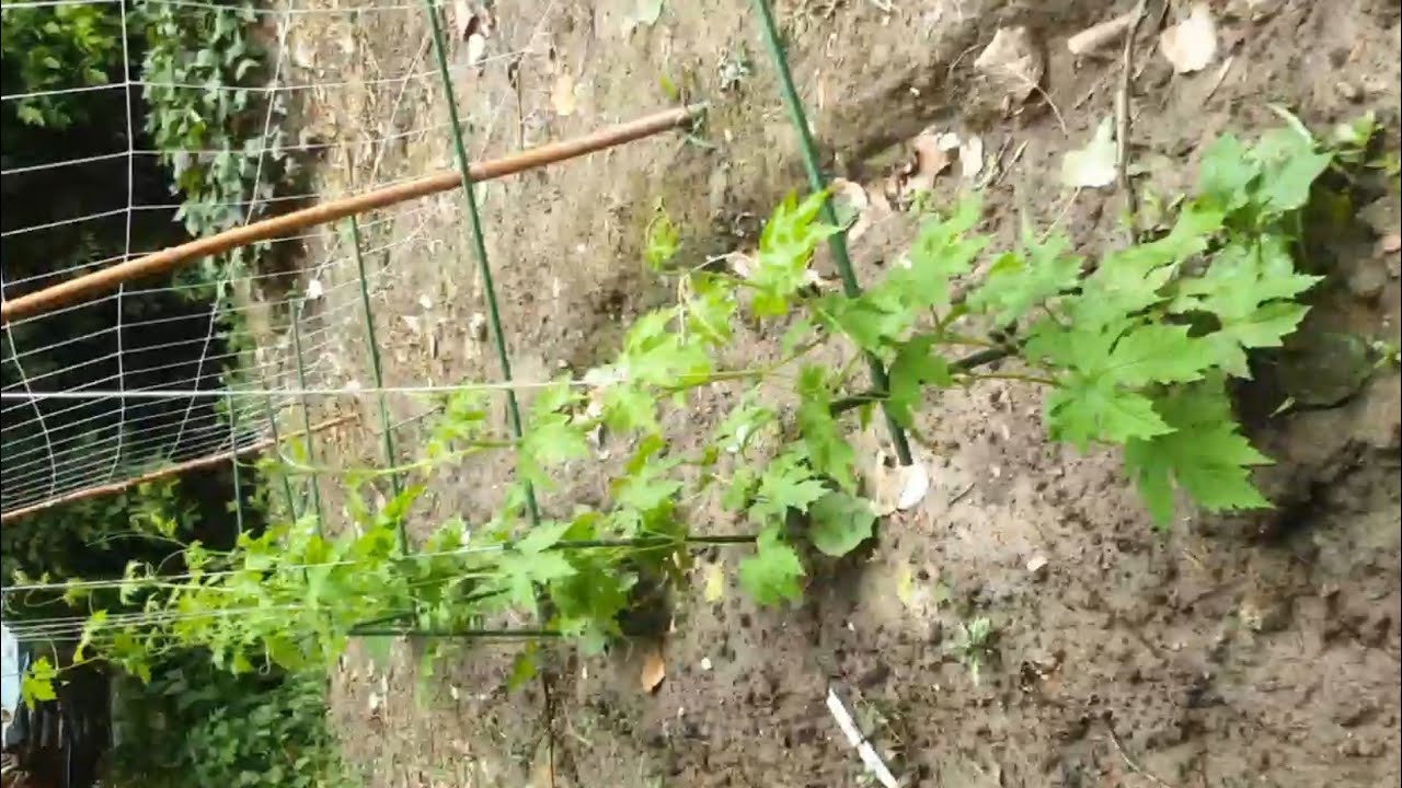 My garden today ..Bitter gourd (  Ampalaya )