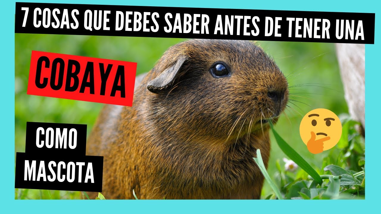 COSAS que DEBES SABER antes de tener una COBAYA