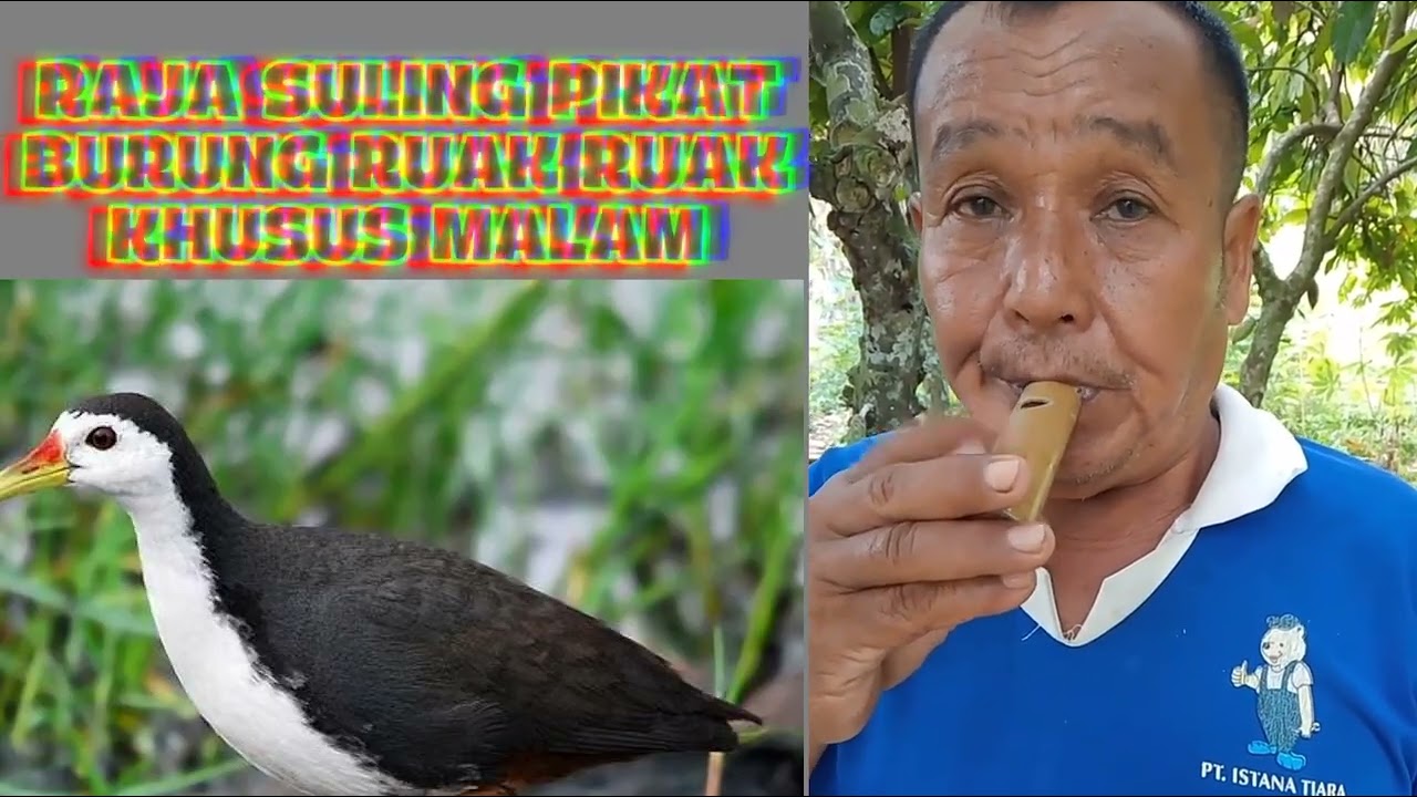 RAJA SULING PIKAT BURUNG RUAK RUAK KHUSUS MALAM